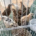فري للبيع