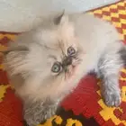 هاف بيكي فيس للبيع