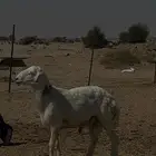 طلي
