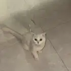 ذكر سكوتش فولد   انثى بريتش