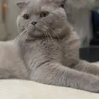ذكر اسكوتش فولد للتزاوج