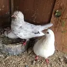 قلاب كوره وايراني عبداني