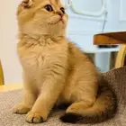 سكوتش تربل فولد قولد