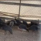 دجاج حبشي عمره 4 شهور