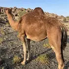 بكره ( ثنيه ) ملاقي