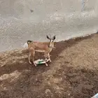 عنز هجين وعل
