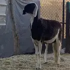 جذعه سواكنيه جرم وجباره