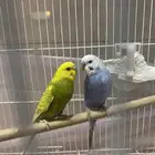 جوز بادجي
