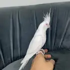 تم البيع