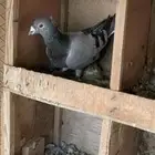 جوز زاجل سباق مقنبر منتج شرط
