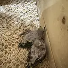 فروخ الباجي للبيع