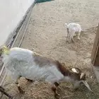 بيع عنز وعناق بنتها