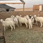 غنم ذبايح