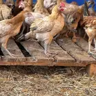 ياشاري الدجاج عمره فوق شهرين البيع عاجل ألرجاء عدم البخس