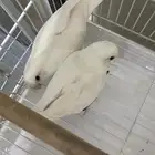 طيور روز وبادجي