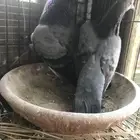 صنعاني اصيل شيبه الحجم زي القمري والصوت ناعم