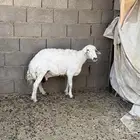 شاه حريه حايل