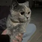 قطوه للتبني انثى   ماعرف كم عمرها لقيتها بالشارع