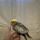 كروان اليف مع كامل ملحقاته عمره شهرين