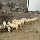 ضان العدد 35