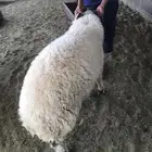 خروف جذع