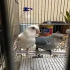 Pair of Lovebirds for Sale