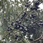 بني مالك الطايف