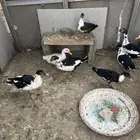 بط شرشري عدد 2 وبط بح عدد سبعه فيها ذكرين