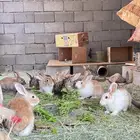 ارانب للبيع مشروطه صحتها