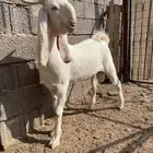 تيس مشروع فحل مطور ابرص