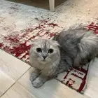 قطة سكوتش فولد للتبني