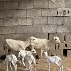 2 ضأن مناتيج متاومات