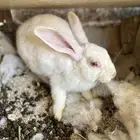 ارانب فرنسيه