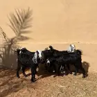 جفرات ذبايح