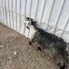 عنز خضرا مهي صغيره تحتها تيس