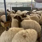 نعيم فاخر وحريات كفو وعرب وتيوس