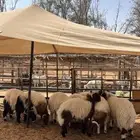 ذبايح نعيم بلدي مغلقه