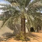 نخل سكري وانبتت علي فاخر السعر 700 ريال