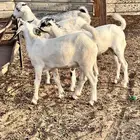 تيوس بيشيه مزايين