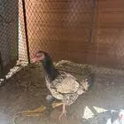 سلام وعليكم دجاجه سنديه معها فراخ واحد