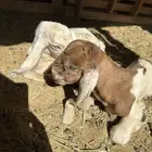 عنز شاميه خصم حدرها تيس وجفره