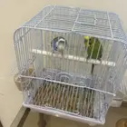 طيور حب للبيع على السوم