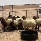 رخال نعيم