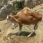 حسيل للبيع بلدي