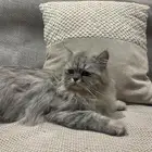 قطه شيرازي صغيره لتبني