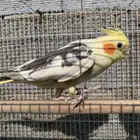 كروان أو كوكتيل للبيع