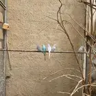 طيور الحب والزينه