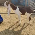 عنز هولنديه خصم دافع جرم فاخر