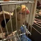 روز أليف