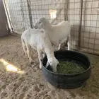 للبيع خروف او رخل